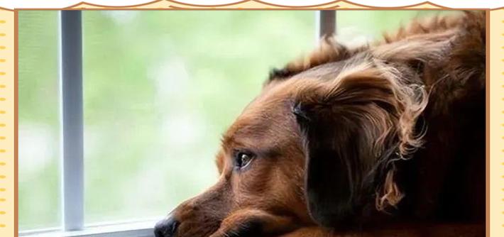 狗狗也会得抑郁症吗？宠物心理健康识别与治疗方法