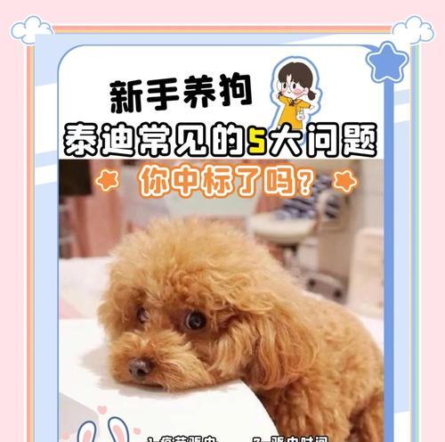 泰迪犬3-6个月关键期饲养指南：15个要点助力健康成长