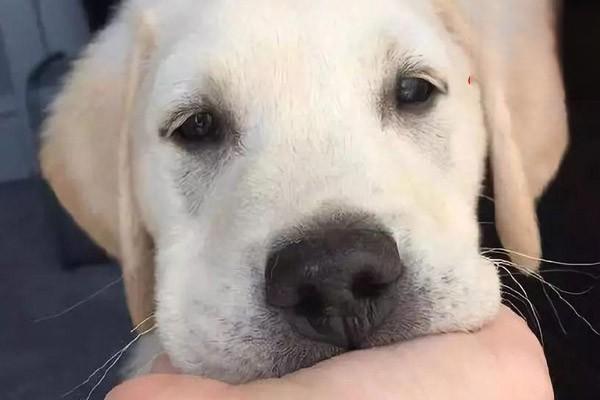 雄性犬雌性化综合征症状与治疗