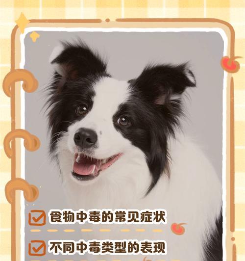 狗狗可以吃蛋白蛋黄吗?正确喂食方法 狗狗可以吃蛋白蛋黄吗?正确喂食方法