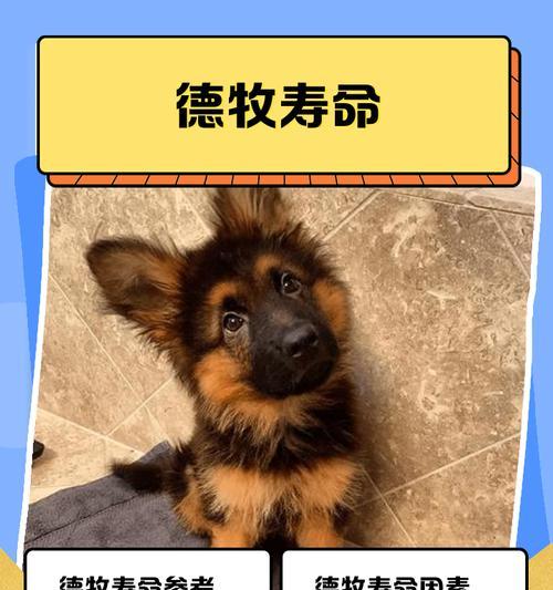 小德牧脱毛期持续多久？原因与护理全解析