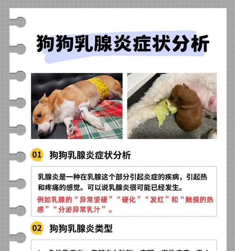 识别并治疗狗产后乳腺炎的15个症状