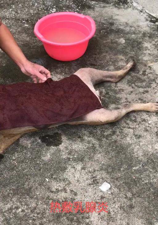 识别并治疗狗产后乳腺炎的15个症状