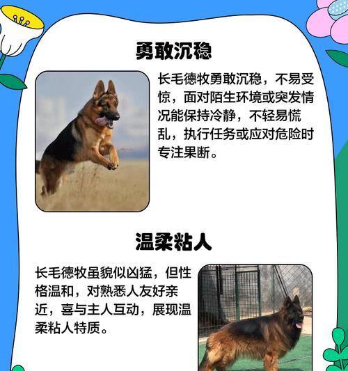 小德牧脱毛期持续多久？原因与护理全解析