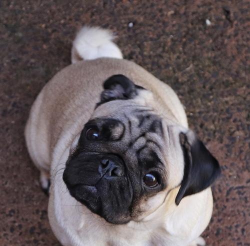 巴哥幼犬价格影响因素详解