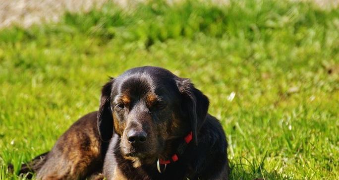 蝴蝶犬洗澡频率与护理技巧指南