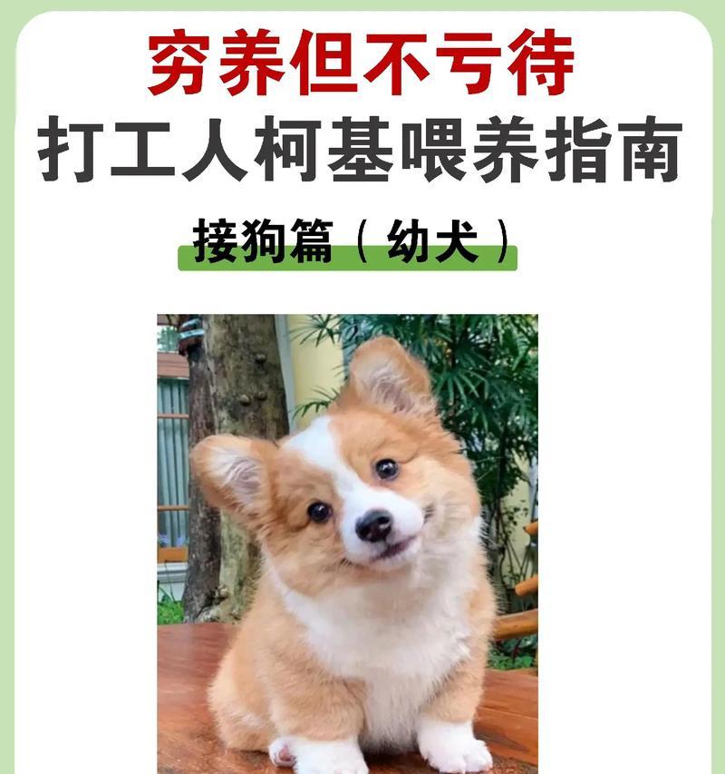 柯基犬多少钱一只？15大因素影响价格