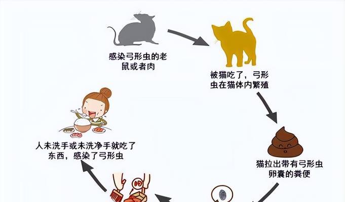 孕妇养猫对胎儿有益？科学辟谣