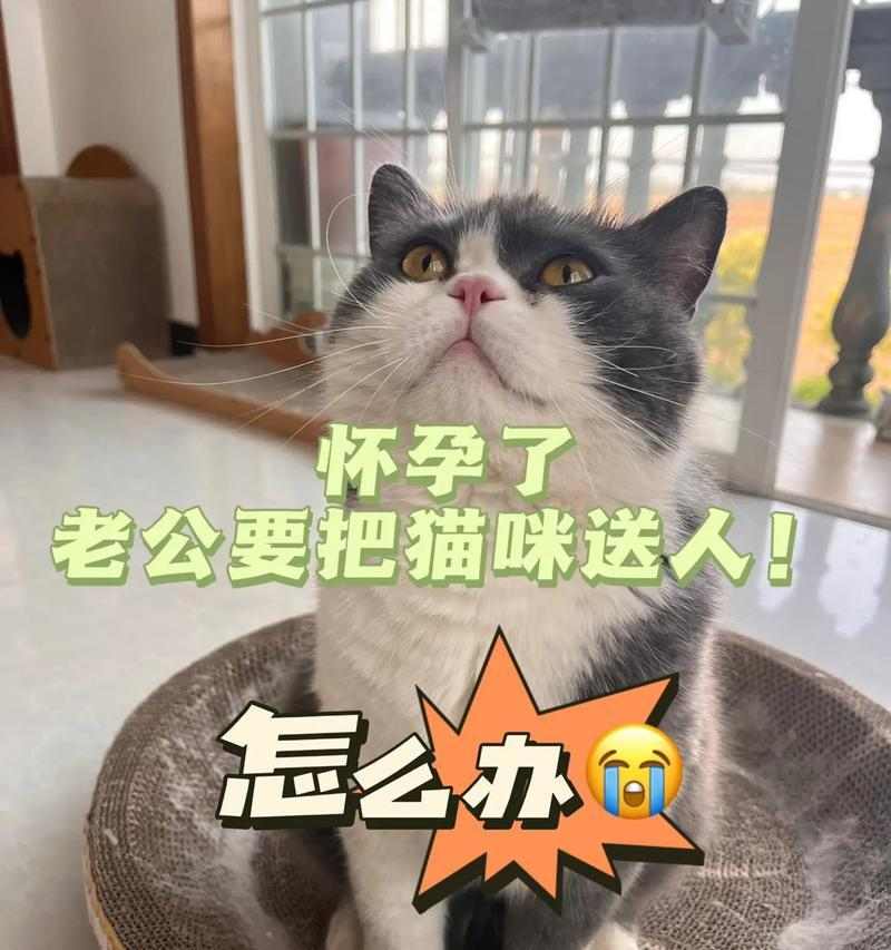 孕妇养猫对胎儿有益？科学辟谣