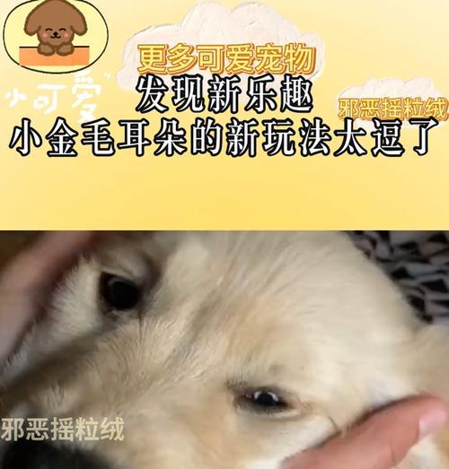 金毛耳朵清洁频率与正确方法指南