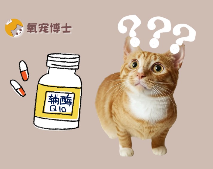 猫咪辅酶Q10有必要补充吗？心脏疾病用药指南