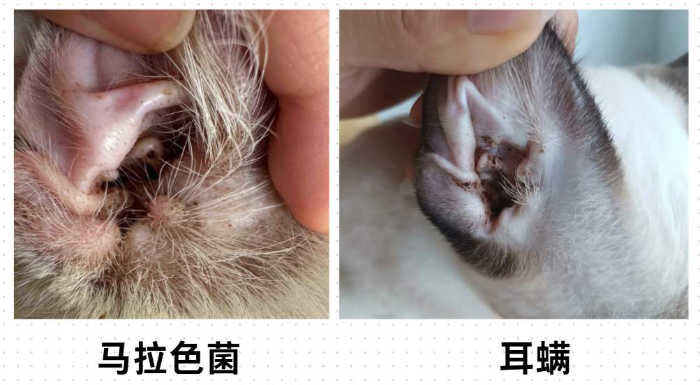 猫咪身上有臭味的原因及解决方法 猫咪身上有臭味的原因及解决方法