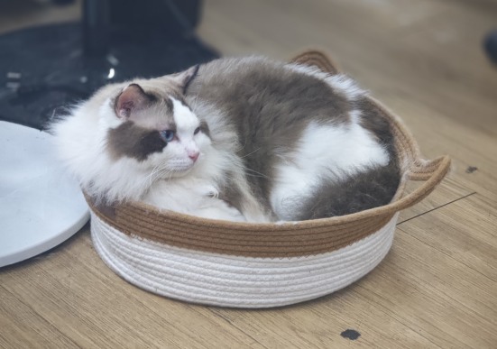 布偶猫爆毛时间及不爆毛原因解析