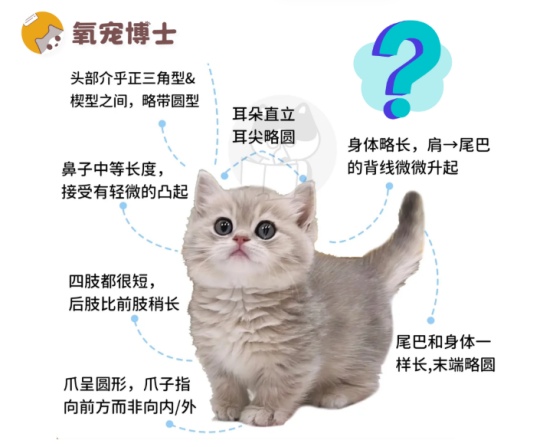 曼基康矮脚猫优缺点解析及饲养指南 曼基康矮脚猫优缺点解析及饲养指南