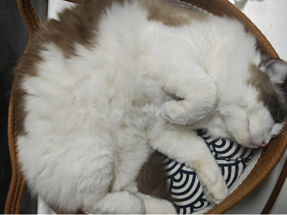 布偶猫爆毛时间及不爆毛原因解析