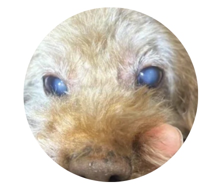 狗狗眼睛变蓝的原因及处理方法 狗狗眼睛变蓝的原因及处理方法