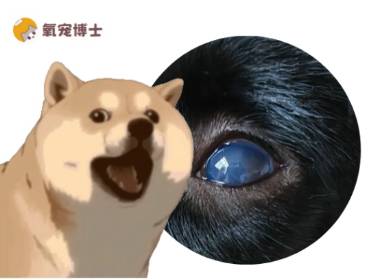 狗狗眼睛变蓝的原因及处理方法 狗狗眼睛变蓝的原因及处理方法