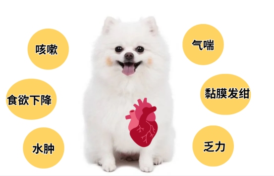 博美犬饲养全攻略:性格疾病护理要点 博美犬饲养全攻略:性格疾病护理要点