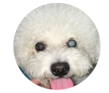 狗狗眼睛变蓝的原因及处理方法 狗狗眼睛变蓝的原因及处理方法