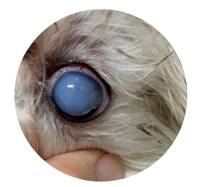 狗狗眼睛变蓝的原因及处理方法 狗狗眼睛变蓝的原因及处理方法