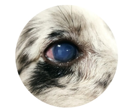 狗狗眼睛变蓝的原因及处理方法 狗狗眼睛变蓝的原因及处理方法