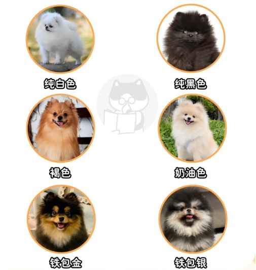 博美犬饲养全攻略:性格疾病护理要点 博美犬饲养全攻略:性格疾病护理要点