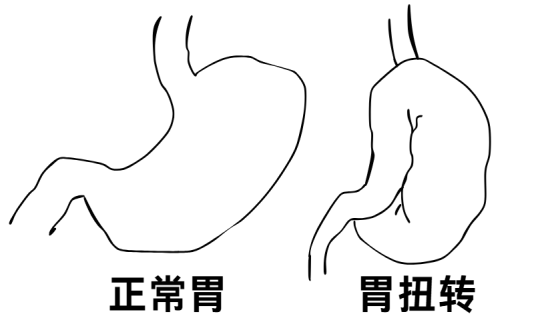 狗狗急性胃扭转症状与急救指南
