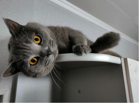 养蓝猫前必知的三大注意事项 养蓝猫前必知的三大注意事项