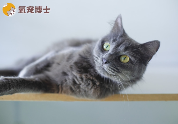 养蓝猫前必知的三大注意事项 养蓝猫前必知的三大注意事项