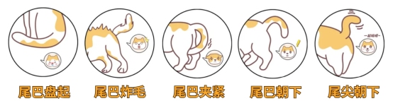 解读猫咪尾巴语言：摇尾巴背后的情绪信号