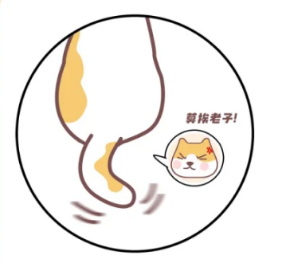 解读猫咪尾巴语言：摇尾巴背后的情绪信号