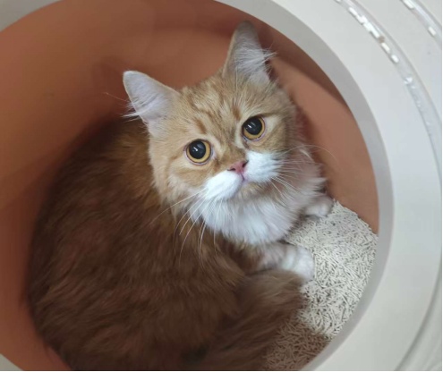 猫咪舔过的水能喝吗?健康风险解析 猫咪舔过的水能喝吗?健康风险解析