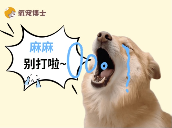 科学训练狗狗 禁止打骂避免心理问题 科学训练狗狗 禁止打骂避免心理问题