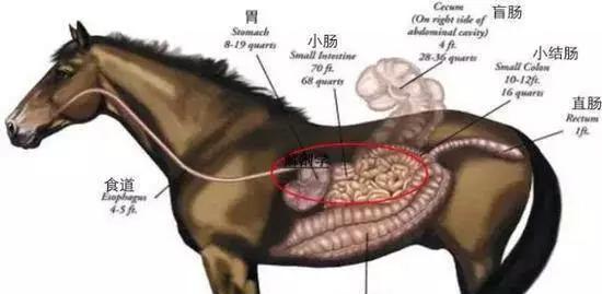 狗狗消化系统详解：从口腔到肠道的全过程