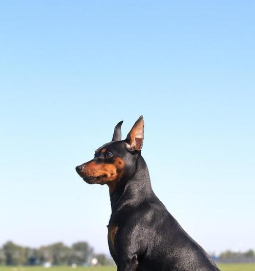 格力犬毛发护理全攻略：科学喂养与保养方法