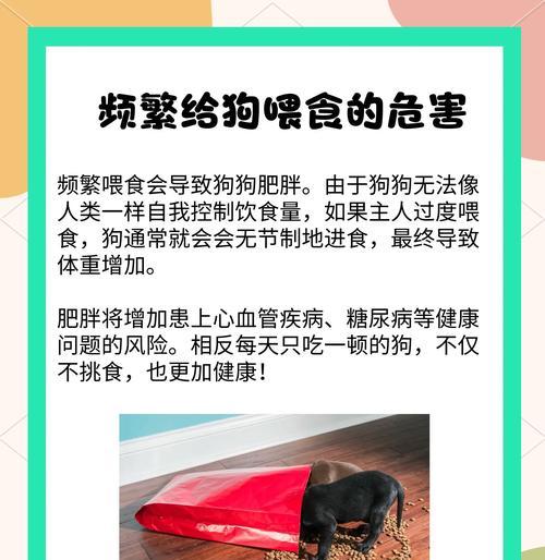 狗狗消化系统详解：从口腔到肠道的全过程