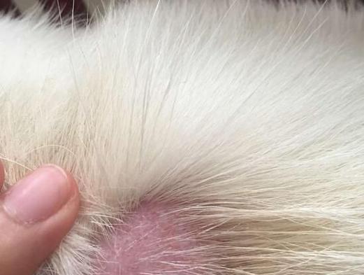 小狗长螨虫原因及防治方法