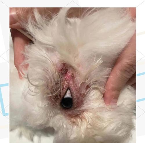 小狗长螨虫原因及防治方法