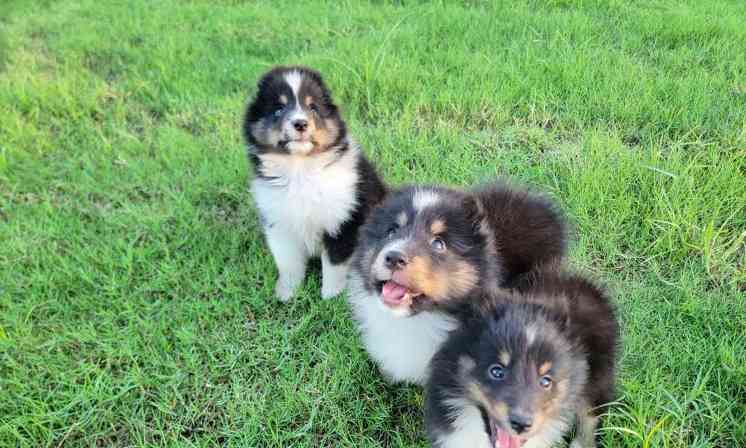 喜乐蒂性格特点解析 友好独立聪明忠诚