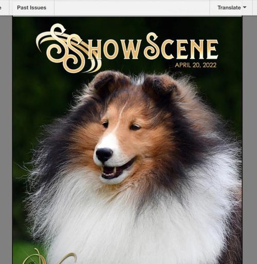 喜乐蒂性格特点解析 友好独立聪明忠诚