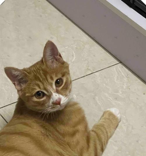 小猫不爱玩耍怎么办？解决方法和原因分析