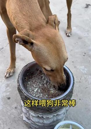 格力犬毛发护理全攻略：科学喂养与保养方法