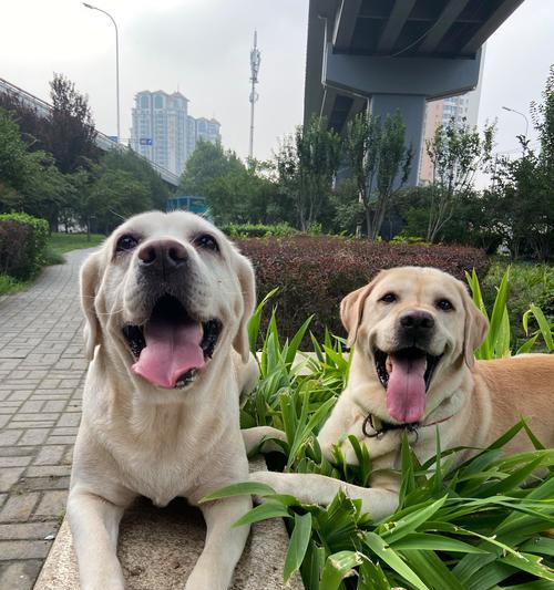 科学计算狗狗年龄的15种方法