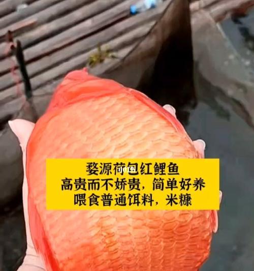 元宝红饲养全攻略：从选购到养护的完整指南