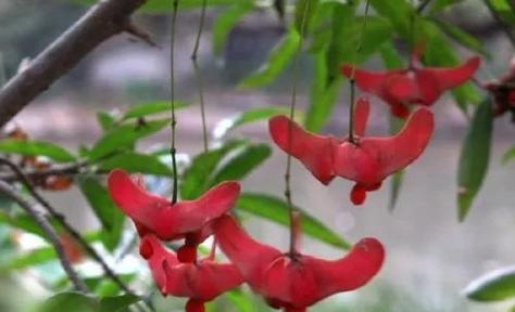 元宝红饲养全攻略：从选购到养护的完整指南