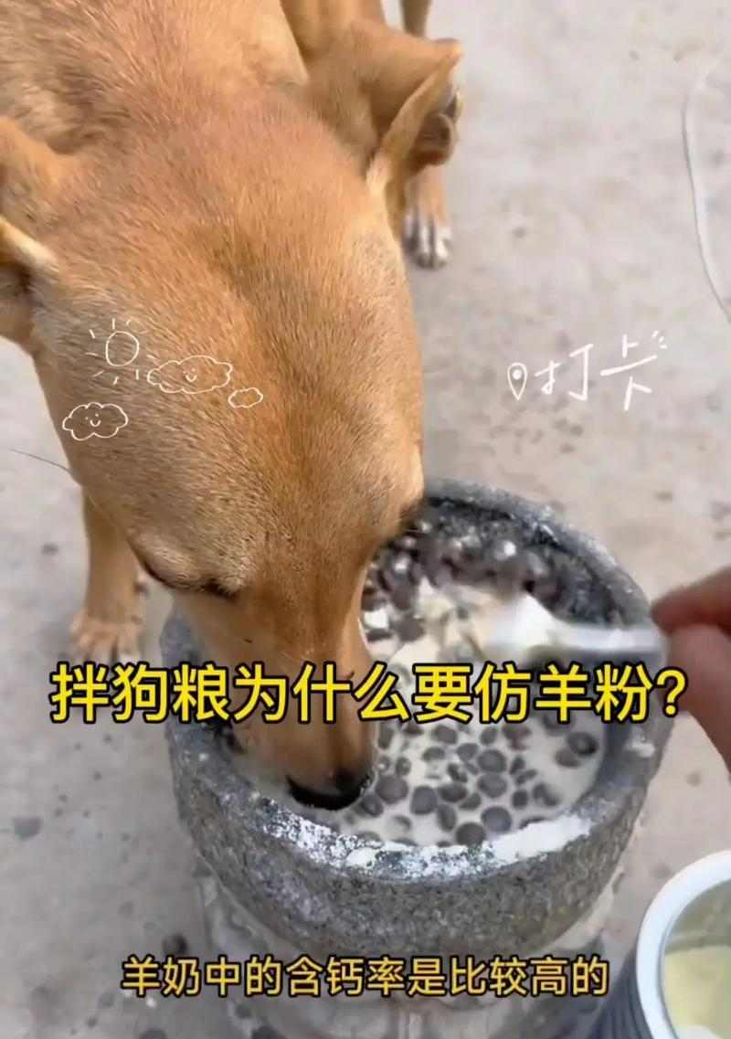 格力犬毛发护理全攻略：科学喂养与保养方法