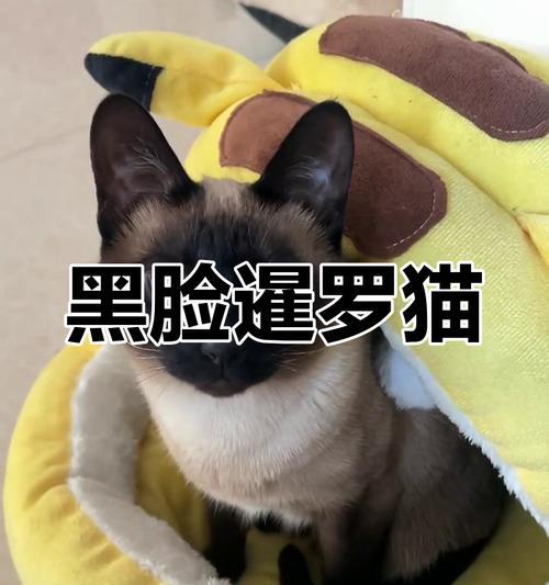 暹罗猫毛色变化原因解析