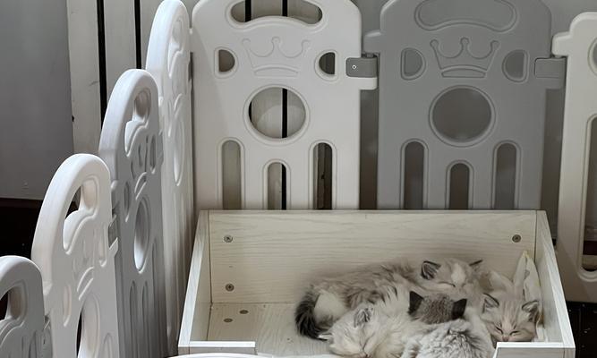 探秘missmiao布偶猫舍，高品质猫咪饲养全解析