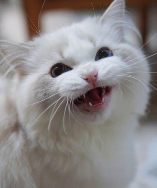 探秘missmiao布偶猫舍，高品质猫咪饲养全解析