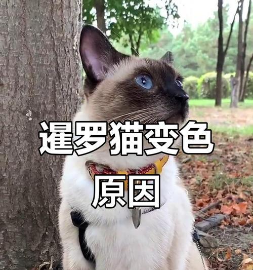 暹罗猫毛色变化原因解析